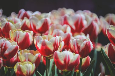 Bahçedeki Tulipa çiçekleri.