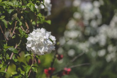 Çiçek açan dekoratif viburnum 'un beyaz infloresanları.