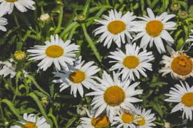 Zinnia çiçekleri güneşli bir günde bahçede çiçek açıyor.