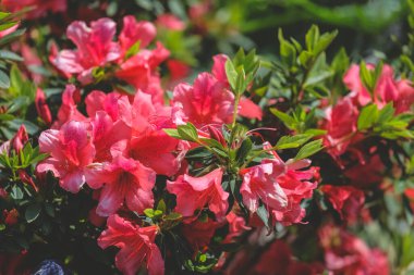 Pembe açelya çiçekleri. Bahçede pembe açelya çiçekleri