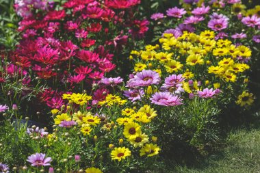 Peyzaj tasarımı ev bahçesi, çiçek fuarı Hong Kong 10 Mart 2023