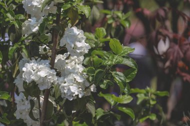 Çiçek açan dekoratif viburnum 'un beyaz infloresanları.