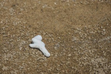 Deniz kabuğu kumsalda izole edilmiş.