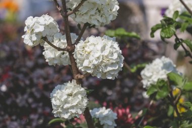 Çiçek açan dekoratif viburnum 'un beyaz infloresanları.