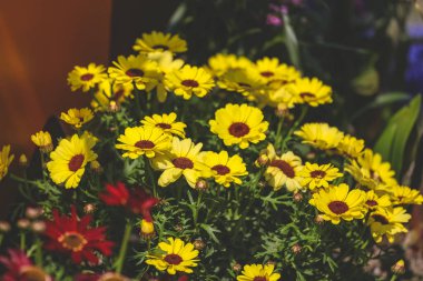 Argyranthemum fırfırları, tamamen açan sarı çiçekler.