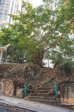 Yürüyüş parkuru. Eski ve kırık beton merdivenler.