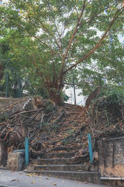 Yürüyüş parkuru. Eski ve kırık beton merdivenler.