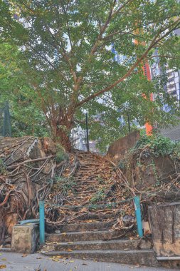 Yürüyüş parkuru. Eski ve kırık beton merdivenler.