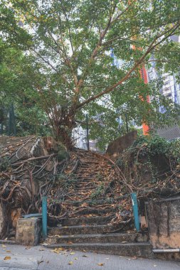 Yürüyüş parkuru. Eski ve kırık beton merdivenler.
