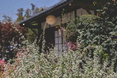 İlkbaharda Spiraea prunifolia çiçeği.