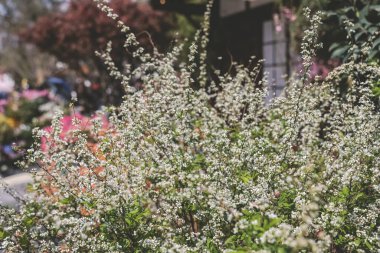 İlkbaharda Spiraea prunifolia çiçeği.