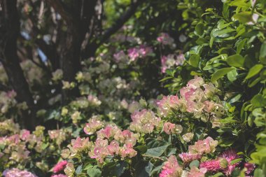 Bir Blooming Pembe Bougainvillea gökyüzü arka planına karşı