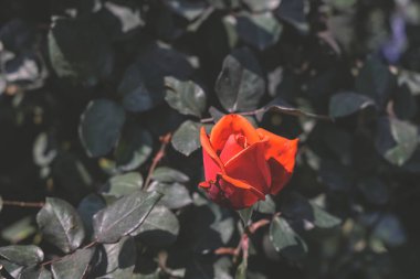 Büyük kırmızı bir gül çalısı, Büyük bir demet kırmızı gül