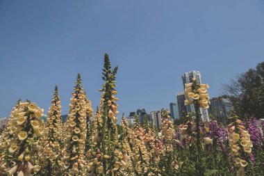 Yüksükotu çiçekleri, 10 Mart 2023 ilkbaharında taze çiçek açtı.