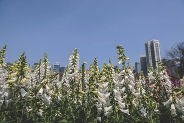 Yüksükotu çiçekleri, 10 Mart 2023 ilkbaharında taze çiçek açtı.