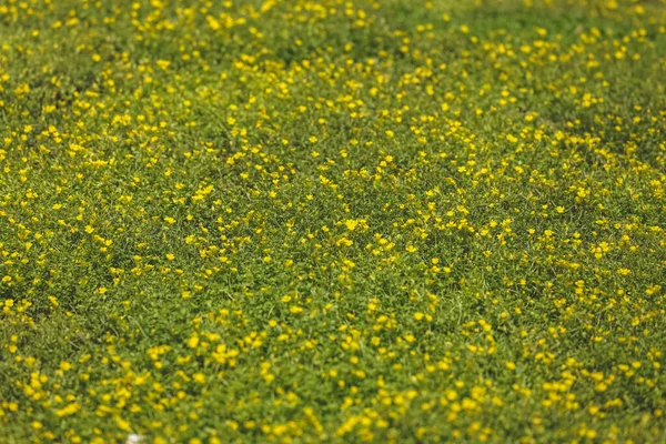 春に草原の黄色い花を咲かせ — ストック写真