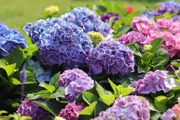 Ortanca Bahçesinin Rengi Park Açan Çiçek — Stok fotoğraf