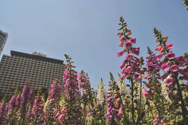 Flores Foxglove Fresco Florescendo Primavera Março 2023 — Fotografia de Stock