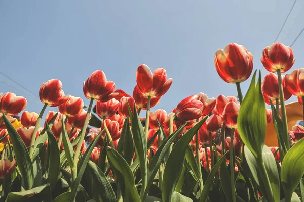 stock image the tuples flowers in the backyard garden, March 10 2023