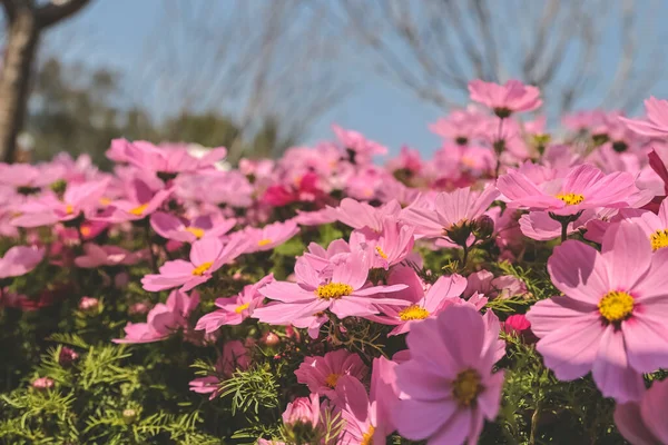 stock image the large Galsang flower blooming in spring