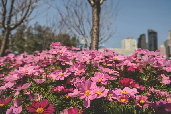 stock image the large Galsang flower blooming in spring