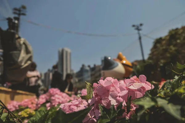 公園内に咲く色あじさい園 — ストック写真