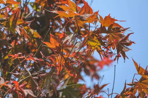 Feuille Érable Rouge Colorée Automne Jardin Japonais — Photo