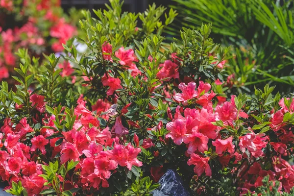 Pembe açelya çiçekleri. Bahçede pembe açelya çiçekleri