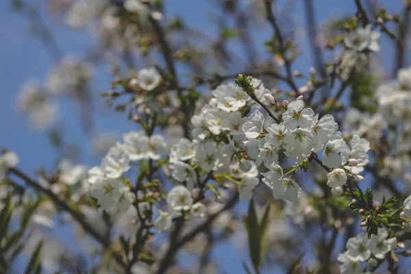 春の桜 春の桜 — ストック写真