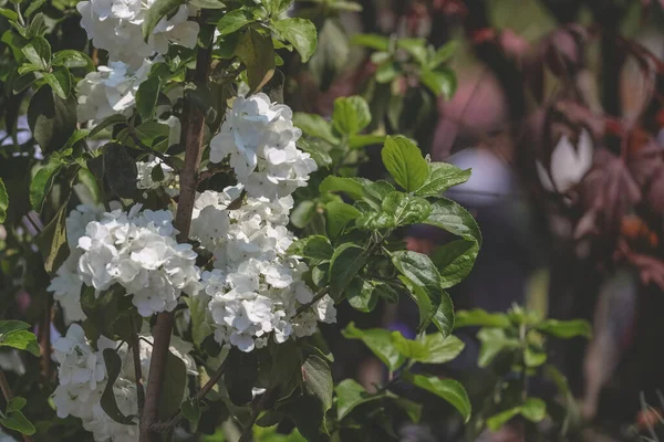 Çiçek açan dekoratif viburnum 'un beyaz infloresanları.