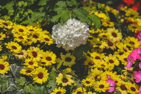 stock image Argyranthemum frutescens, yellow flowers in full bloom