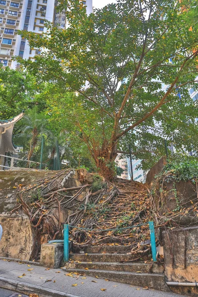 Yürüyüş parkuru. Eski ve kırık beton merdivenler.