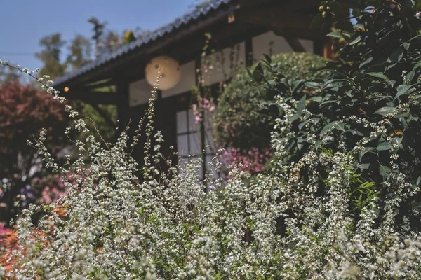 İlkbaharda Spiraea prunifolia çiçeği.