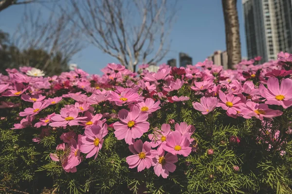 stock image the large Galsang flower blooming in spring