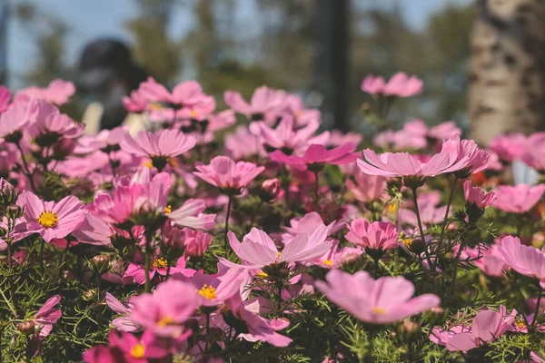 stock image the large Galsang flower blooming in spring