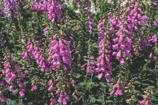 Foxglove Virágok Friss Virágzás Tavasszal — Stock Fotó