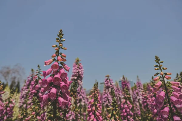 Foxglove Virágok Friss Virágzás Tavasszal — Stock Fotó