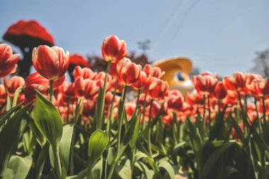 Bahçedeki Tulipa çiçekleri.