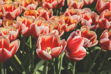 Bahçedeki Tulipa çiçekleri.