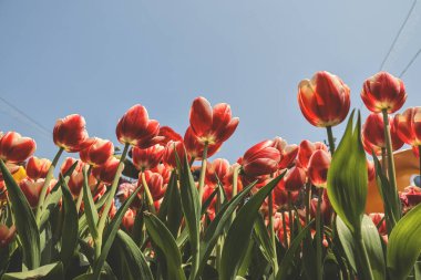 Bahçe bahçesindeki çiftli çiçekler, 10 Mart 2023