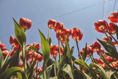 Bahçedeki Tulipa çiçekleri.