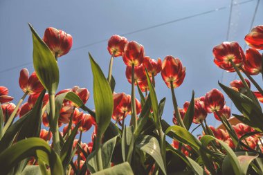 Bahçedeki Tulipa çiçekleri.