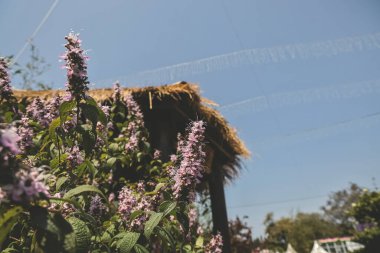 Leylak çiçekleri gibi. Oleaceae yapraklı ağacı. hk