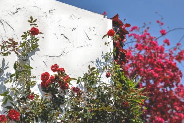 Beyaz duvarda bir gül. gökyüzü ile