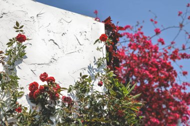 Beyaz duvarda bir gül. gökyüzü ile