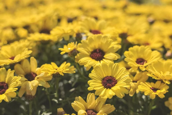 stock image Argyranthemum frutescens, yellow flowers in full bloom