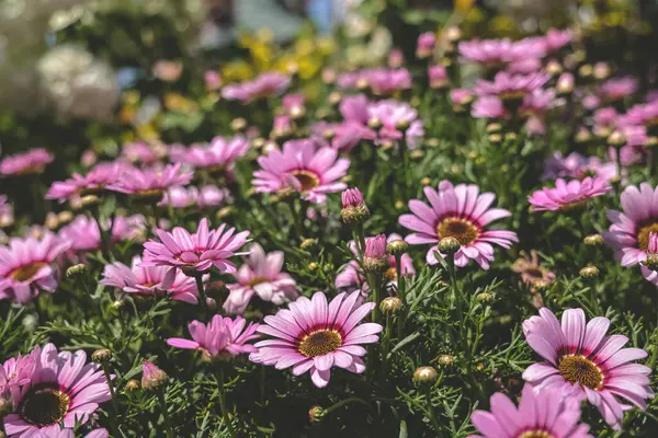 Zinnia çiçekleri güneşli bir günde bahçede çiçek açıyor.