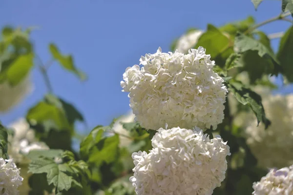 Ein Weißer Blütenstand Des Blühenden Dekorativen Viburnums — Stockfoto