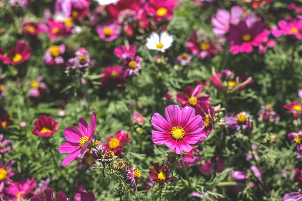 stock image the large Galsang flower blooming in spring