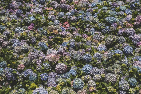 the color Hydrangea garden, Blooming In Park